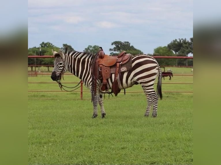 Other Breeds Gelding 9 years 13,3 hh in Grand Saline