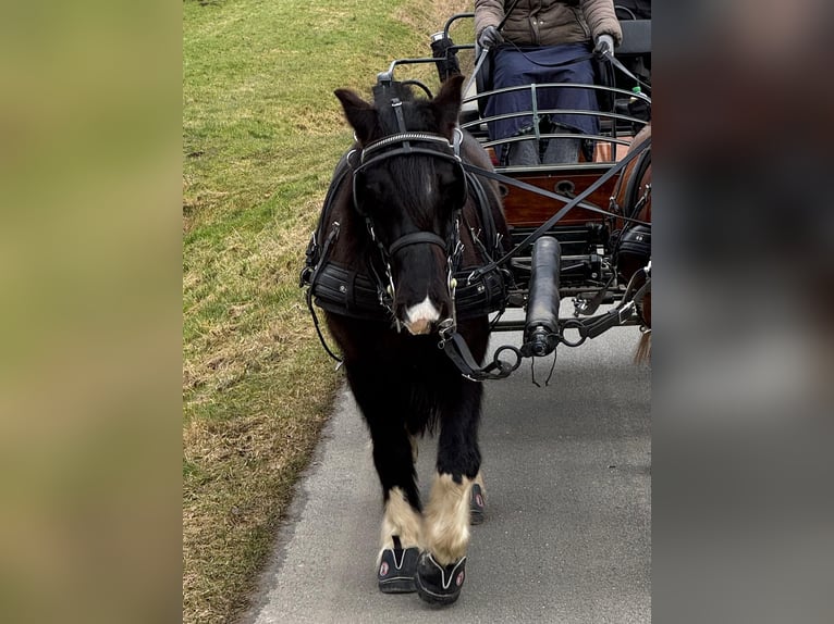 Other Breeds Mix Gelding 9 years 13 hh Black in Melle