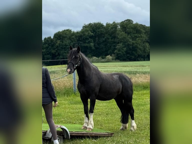Other Breeds Mix Gelding 9 years 13 hh Black in Melle