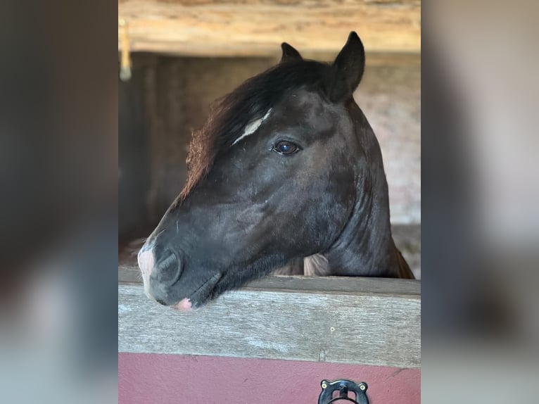 Other Breeds Mix Gelding 9 years 13 hh Black in Melle