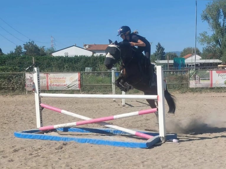 Other Breeds Mix Gelding 9 years 13,1 hh Bay-Dark in Milano- Brianza