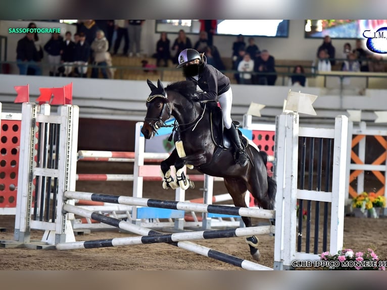 Other Breeds Mix Gelding 9 years 13,1 hh Bay-Dark in Milano- Brianza