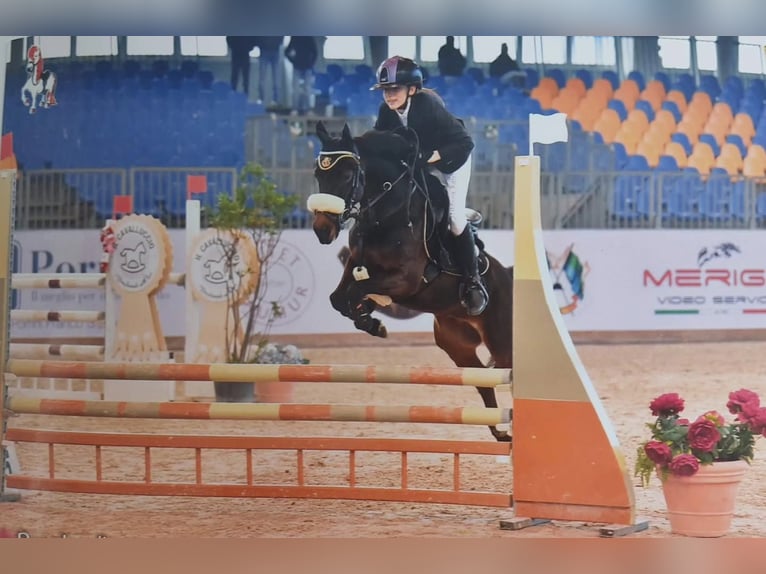 Other Breeds Mix Gelding 9 years 13,1 hh Bay-Dark in Milano- Brianza