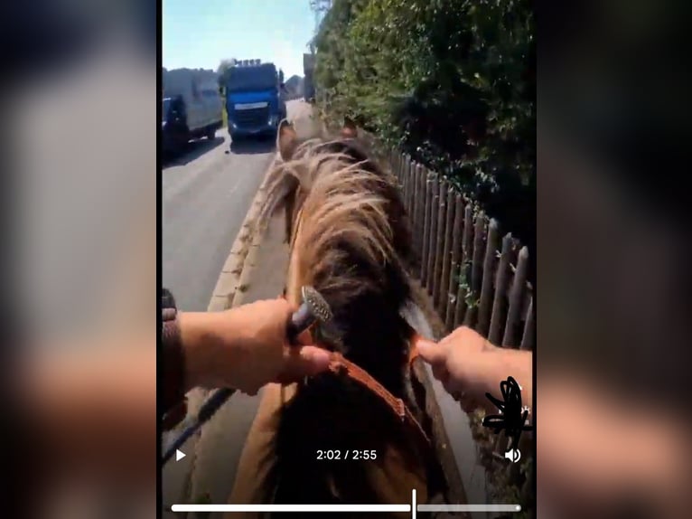 Other Breeds Gelding 9 years 13,2 hh Dun in Rehau