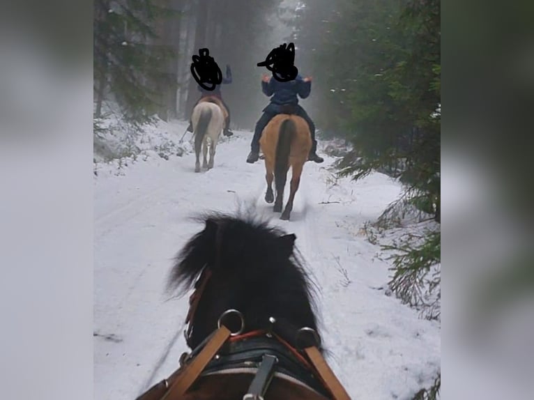 Other Breeds Gelding 9 years 13,2 hh Dun in Rehau