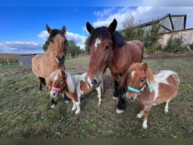 Other Breeds Gelding 9 years 13,2 hh Dun in Rehau