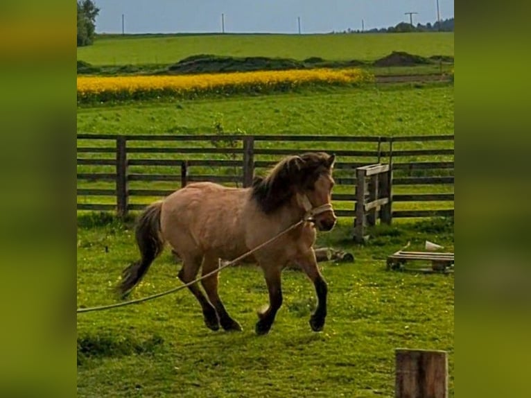 Other Breeds Gelding 9 years 13,2 hh Dun in Rehau