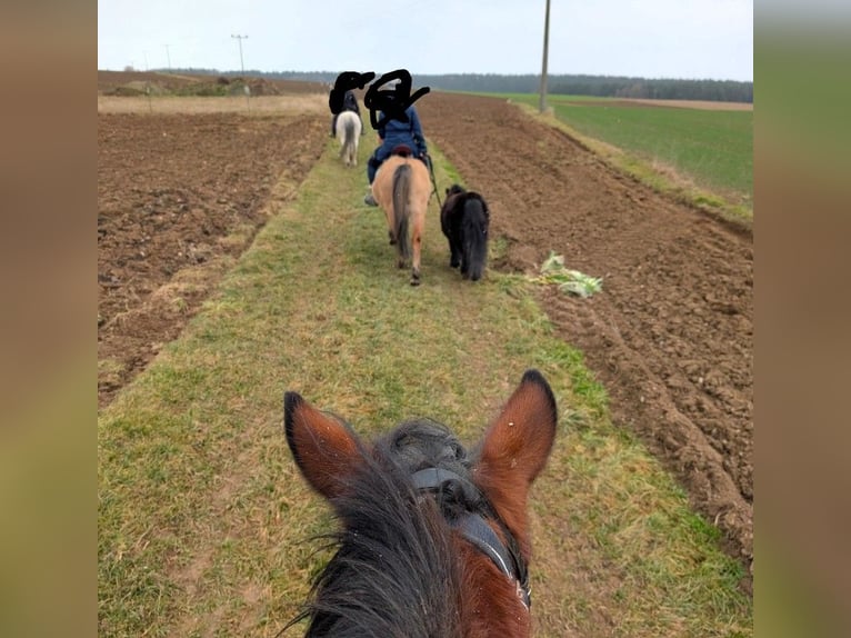 Other Breeds Gelding 9 years 13,2 hh Dun in Rehau