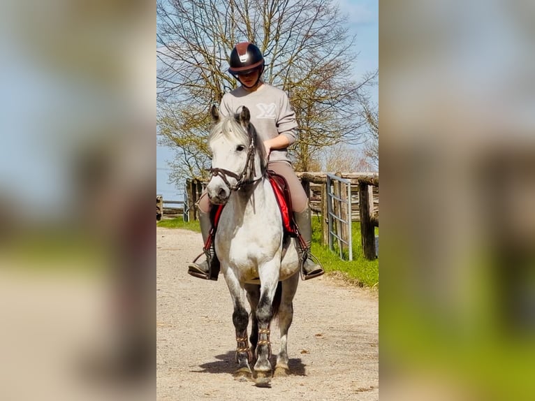 Other Breeds Gelding 9 years 13,2 hh Grey in Grevenbroich