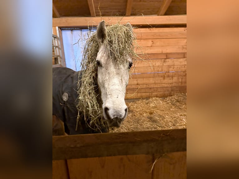 Other Breeds Mix Gelding 9 years 13,3 hh Gray in Steyr