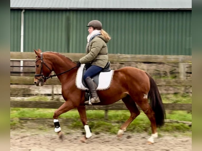 Other Breeds Gelding 9 years 14,1 hh Chestnut-Red in Barneveld