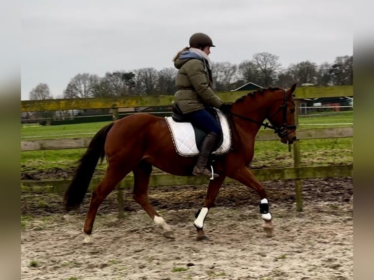 Other Breeds Gelding 9 years 14,1 hh Chestnut-Red in Barneveld