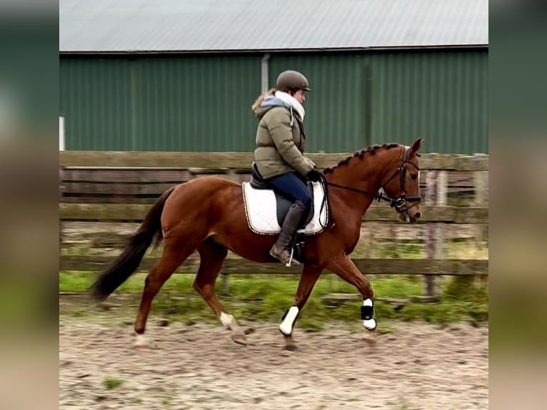 Other Breeds Gelding 9 years 14,1 hh Chestnut-Red in Barneveld