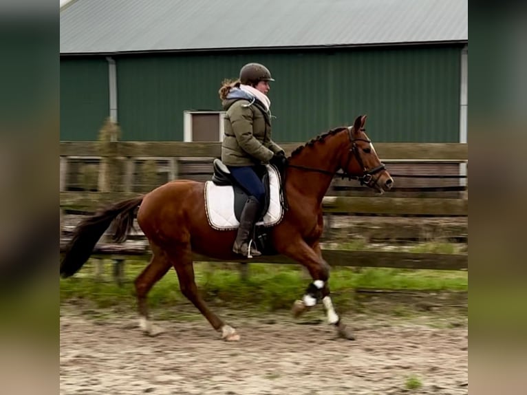 Other Breeds Gelding 9 years 14,1 hh Chestnut-Red in Barneveld