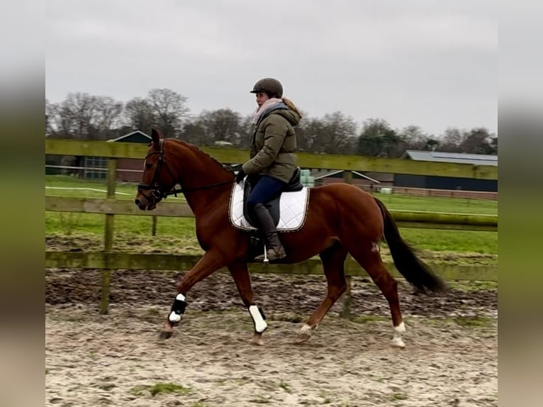 Other Breeds Gelding 9 years 14,1 hh Chestnut-Red in Barneveld