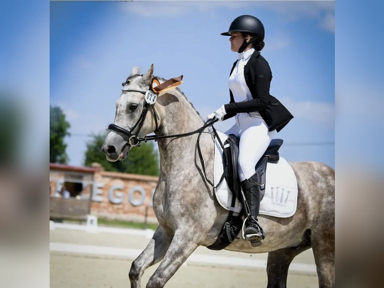 Other Breeds Gelding 9 years 14.1 hh Grey in Jelenia Góra