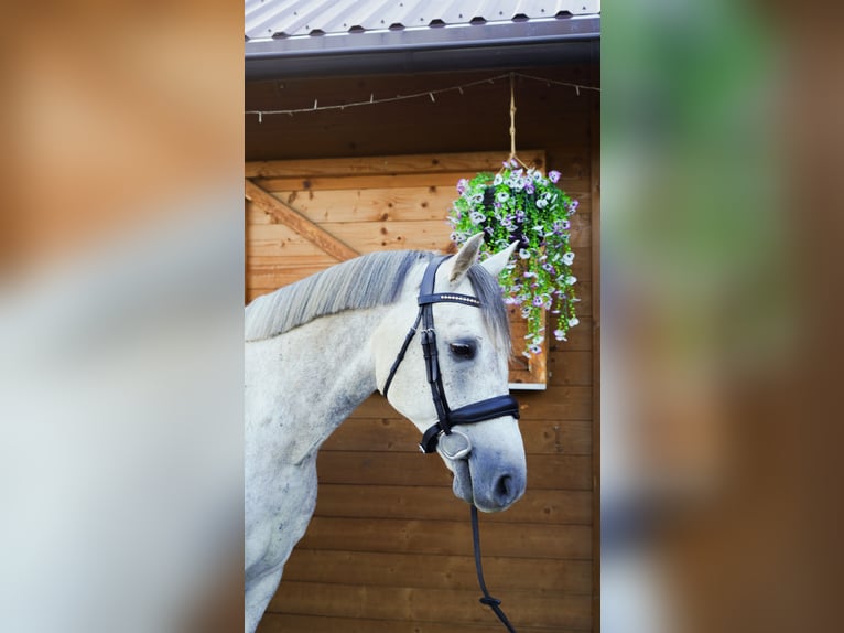 Other Breeds Gelding 9 years 14.1 hh Grey in Jelenia Góra