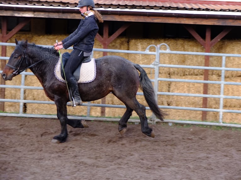 Other Breeds Mix Gelding 9 years 14,2 hh Brown Falb mold in Ellersleben