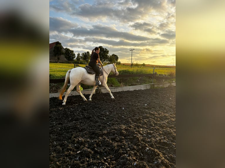 Other Breeds Mix Gelding 9 years 14 hh Cremello in Langenzenn