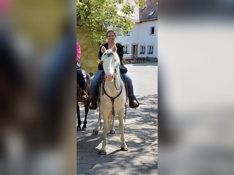Other Breeds Mix Gelding 9 years 14 hh Cremello in Langenzenn