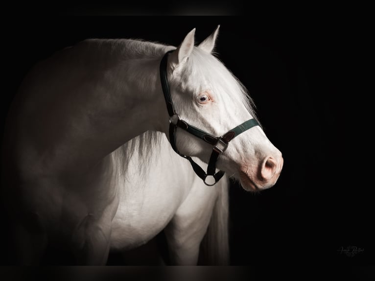 Other Breeds Mix Gelding 9 years 14 hh Cremello in Langenzenn