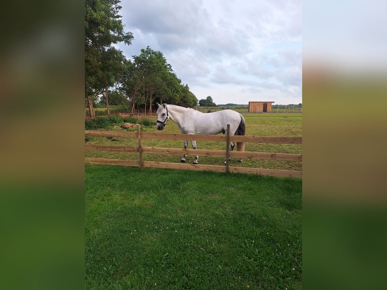 Other Breeds Gelding 9 years 14,2 hh Grey in Poppenb&#xFC;ll
