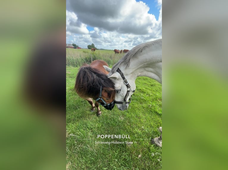 Other Breeds Gelding 9 years 14,2 hh Grey in Poppenb&#xFC;ll