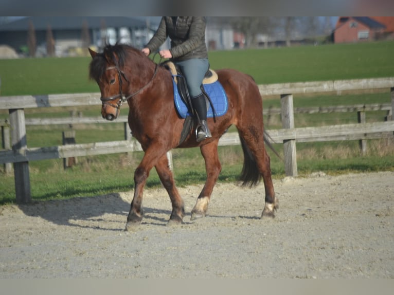 Other Breeds Gelding 9 years 14,3 hh Brown in Breda