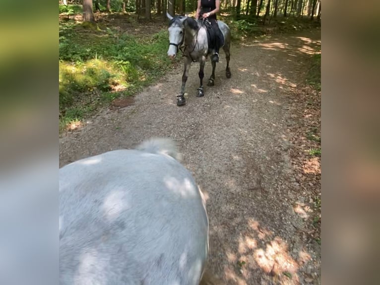 Other Breeds Gelding 9 years 14,3 hh Grey-Fleabitten in Neuferchau