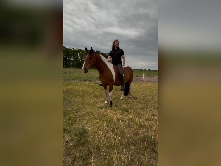Other Breeds Gelding 9 years 14,3 hh Pinto in Ribbesb&#xFC;ttel