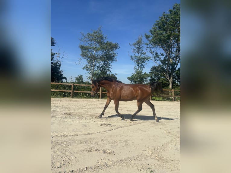 Other Breeds Mix Gelding 9 years 15.1 hh Brown in Parrega