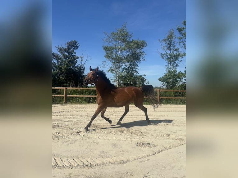 Other Breeds Mix Gelding 9 years 15.1 hh Brown in Parrega