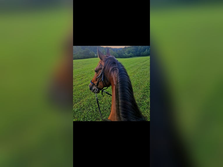Other Breeds Gelding 9 years 15.2 hh Bay-Dark in Podplat