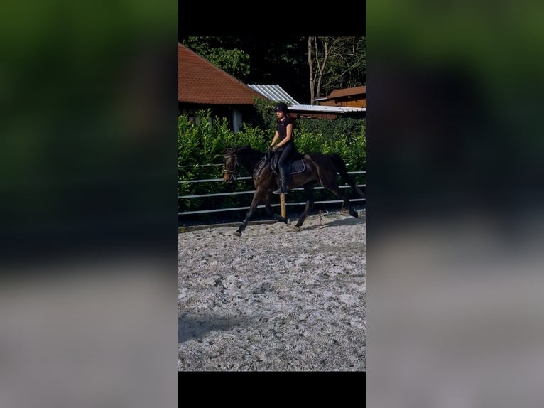 Other Breeds Gelding 9 years 15.2 hh Bay-Dark in Podplat