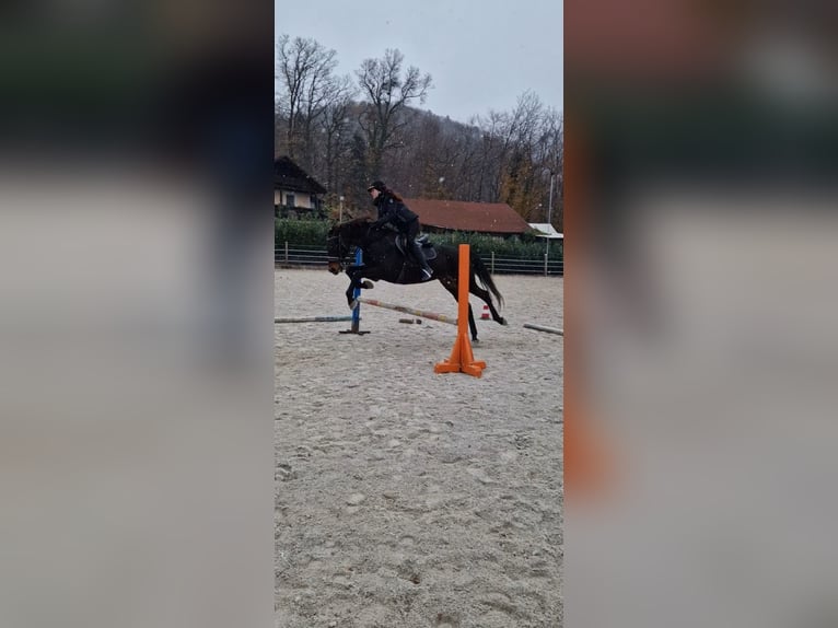 Other Breeds Gelding 9 years 15.2 hh Bay-Dark in Podplat