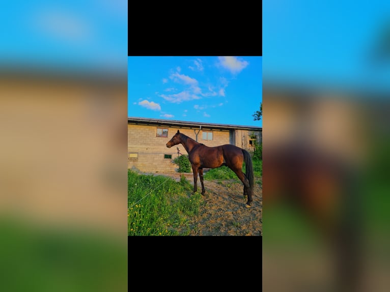 Other Breeds Gelding 9 years 15.2 hh Bay-Dark in Podplat