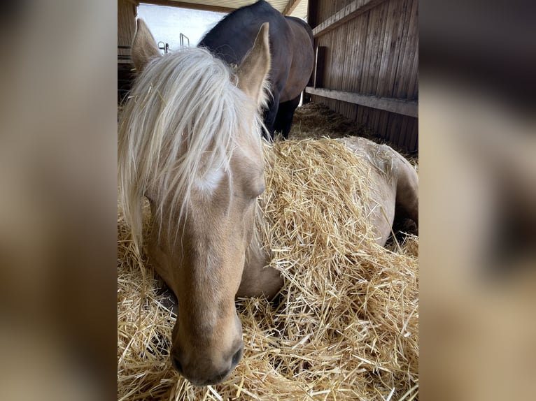 Other Breeds Mix Gelding 9 years 15,2 hh Palomino in Walldorf