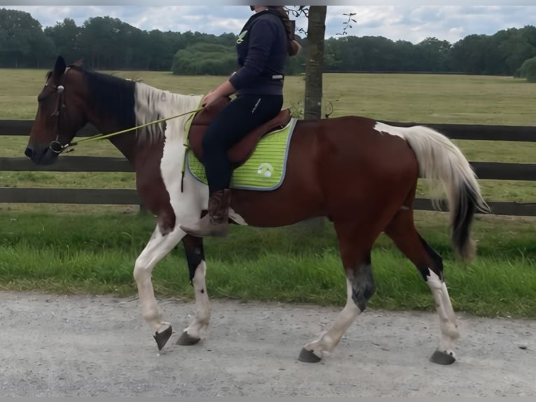 Other Breeds Gelding 9 years 15.2 hh Pinto in Lathen