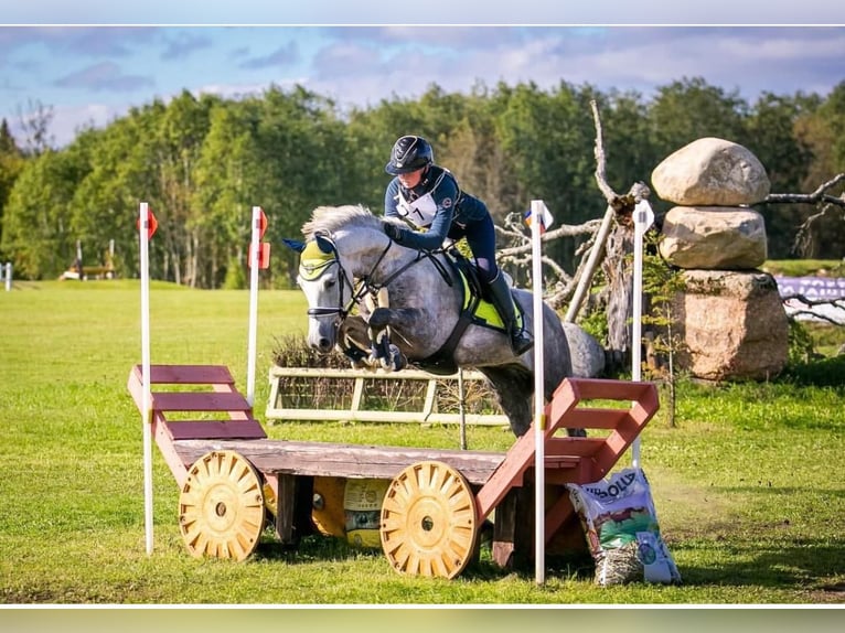Other Breeds Gelding 9 years 15 hh Grey in Helsinki