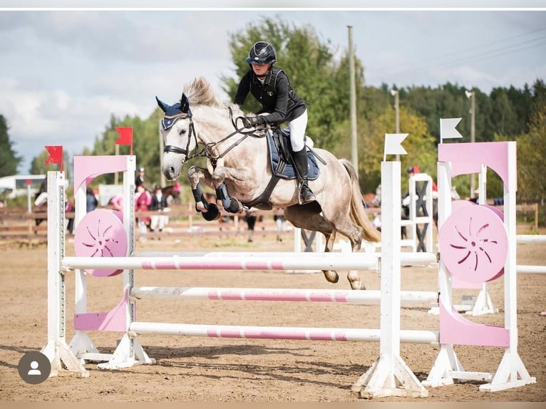 Other Breeds Gelding 9 years 15 hh Grey in Helsinki