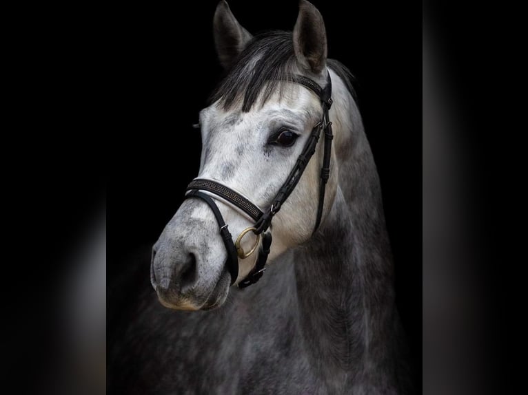 Other Breeds Gelding 9 years 15 hh Grey in Helsinki