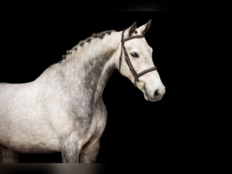 Other Breeds Gelding 9 years 15 hh Grey in Oost West en Middelbeers