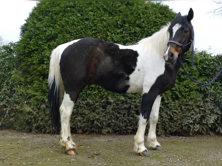 Other Breeds Gelding 9 years 15 hh Pinto in Lathen