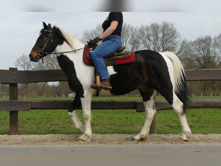 Other Breeds Gelding 9 years 15 hh Pinto in Lathen