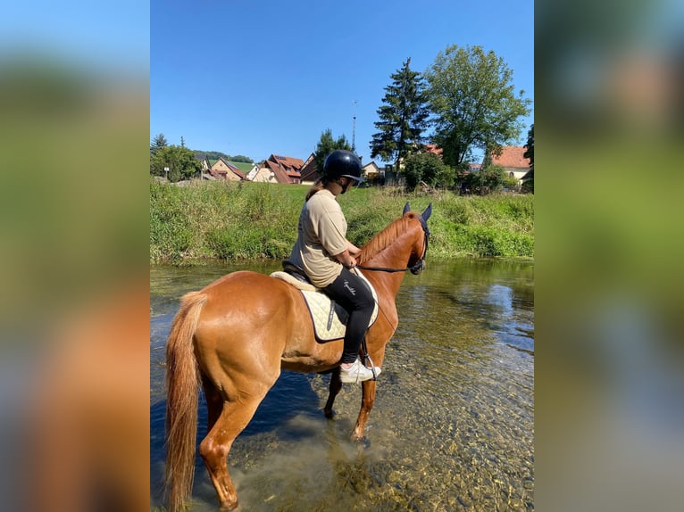 Other Breeds Gelding 9 years 15,2 hh Chestnut-Red in Dörzbach
