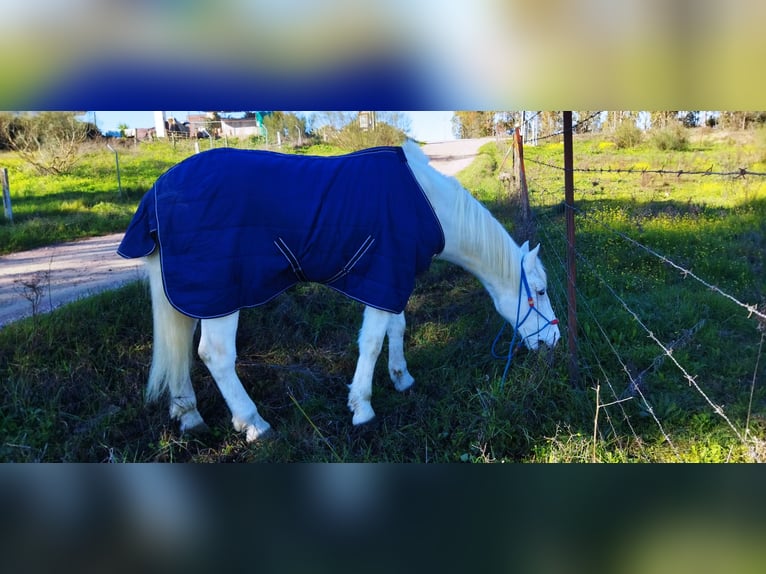 Other Breeds Gelding 9 years 16,2 hh Gray in Caceres