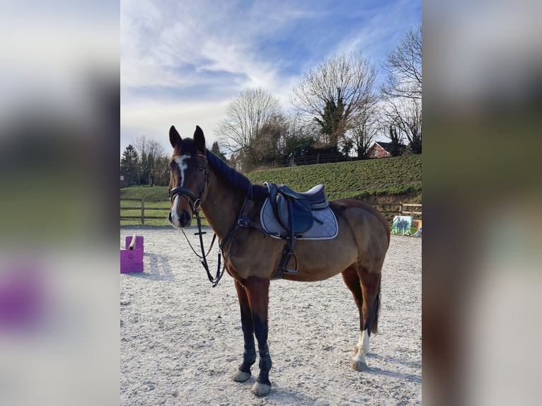 Other Breeds Gelding 9 years 16 hh Brown in Lontzen