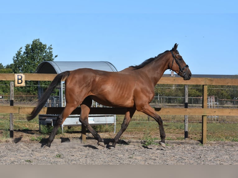 Other Breeds Gelding 9 years 17 hh Brown in Achtmaal