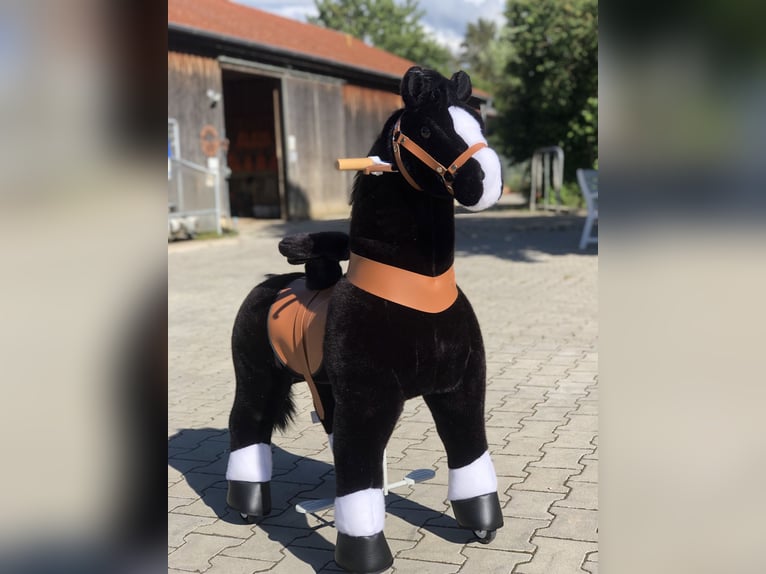 Other Breeds Gelding 9 years 6,3 hh Black in Mainbernheim