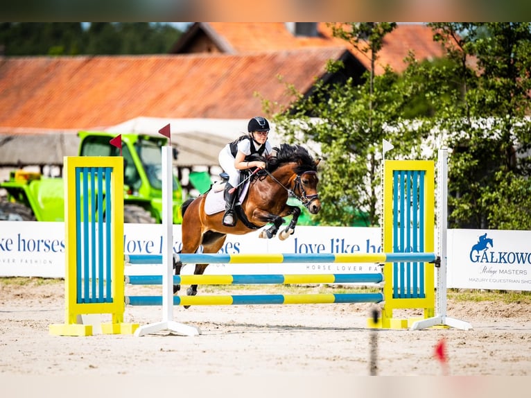 Other Breeds Mare 10 years 11,2 hh Brown in olsztyn